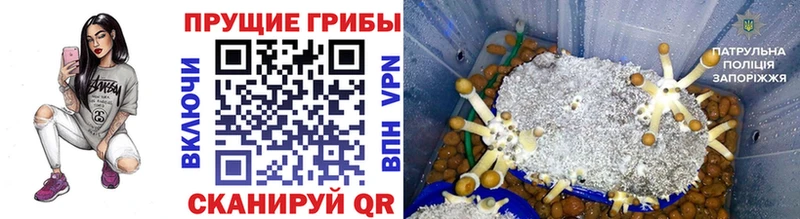 Псилоцибиновые грибы Psilocybe  мега как войти  Армянск 